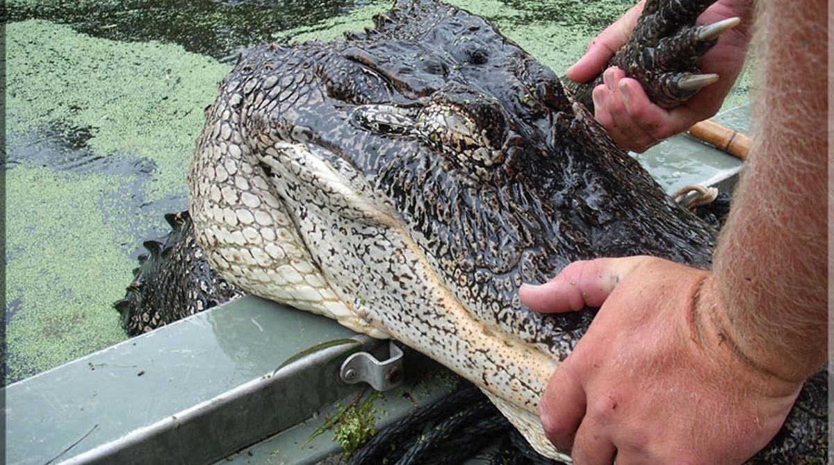 Texas Alligator Hunting, Wild Gator Guides