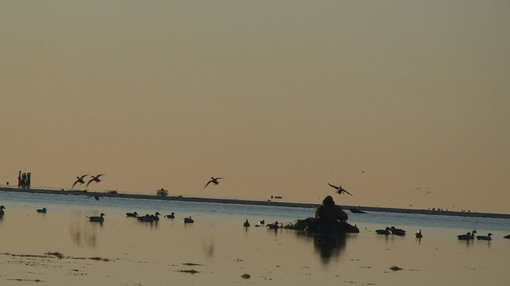 Layout Duck Hunting | seadrift texas duck hunting goose hunt guides Layout Duck Hunting | seadrift texas duck hunting goose hunt guides