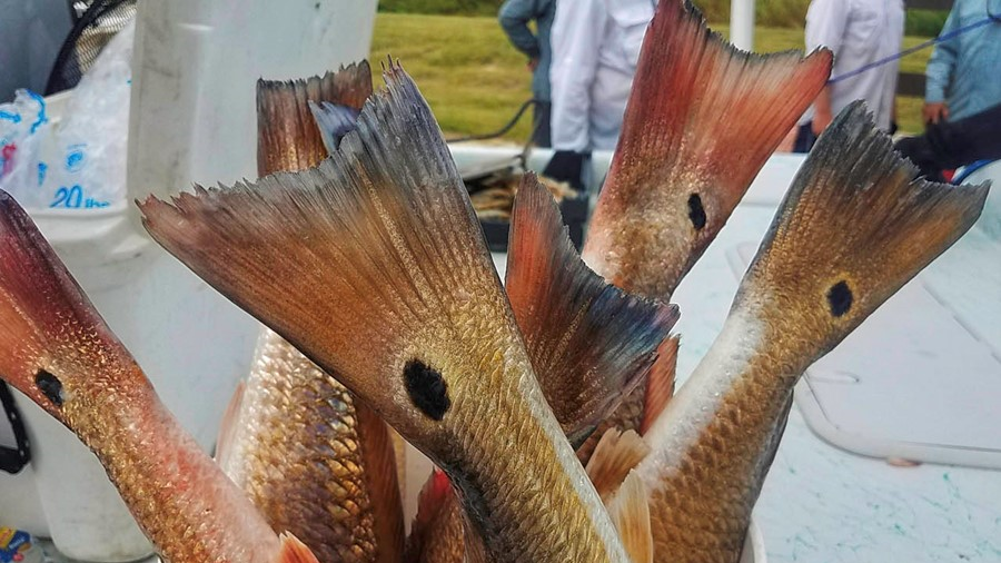 Big Bite on Big Tides