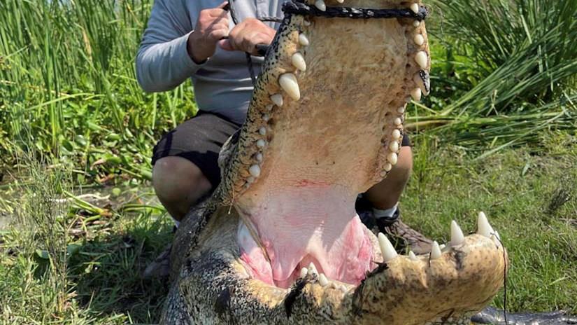 Largest Alligator Outfitter in Texas
