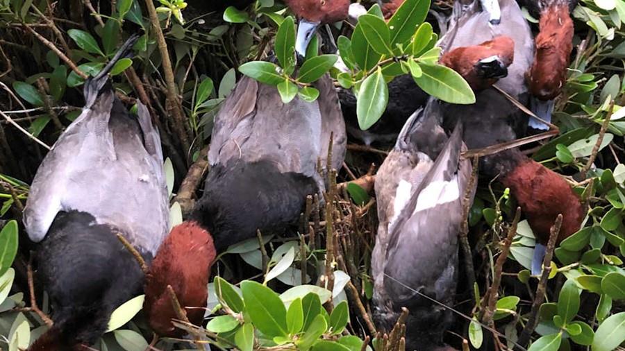 Texas Coastal Duck Guides