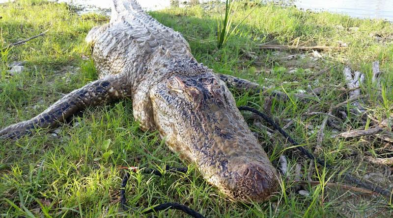 Wild Texas Alligator Hunting Ahead!