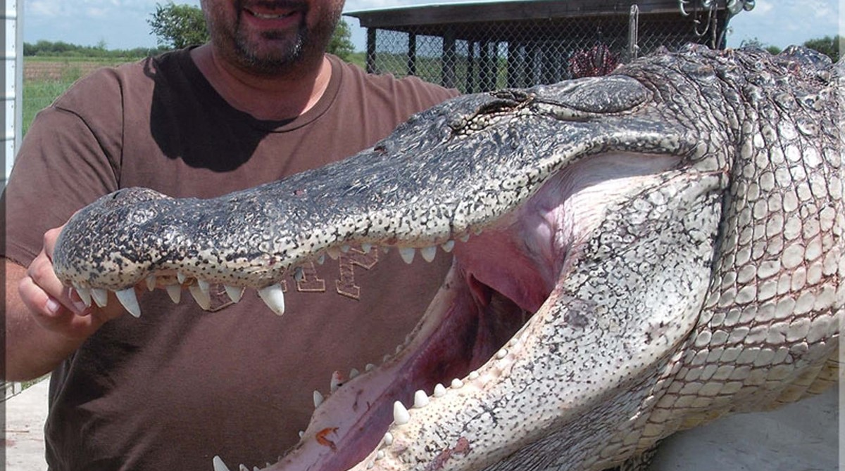 Texas Alligator Hunting, Wild Gator Guides