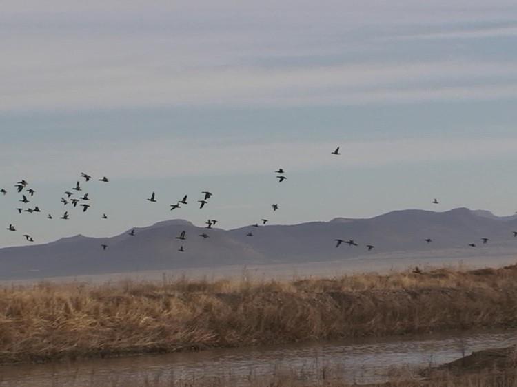 Mexico Duck Hunting