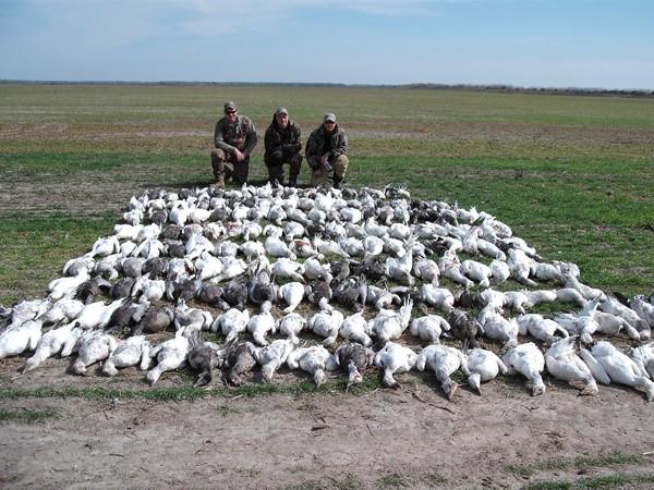 Texas Goose Hunting